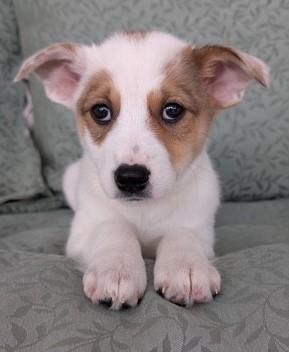 Enlarge RUBY, a ADOPTABLE mixed breed in fort worth, TX image 1/2