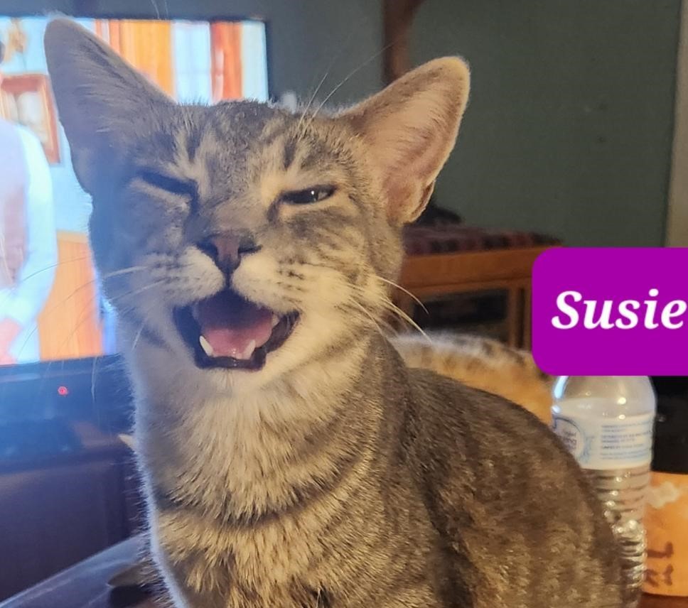 Susie, Adoptable, Adult Female Tabby & Domestic Short Hair.