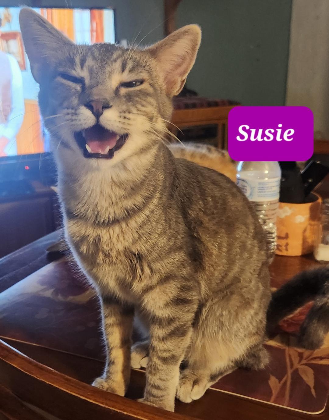 Enlarge Susie, a Adoptable mixed breed in Las Cruces, NM image 2/2