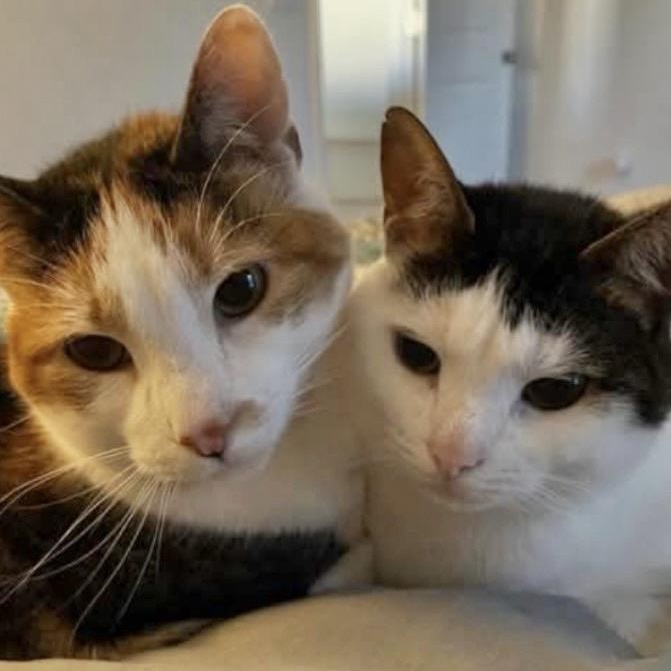 Enlarge Katya & Luna (bonded BFF's! No adoption fee - for the right home), an adopted Domestic Short Hair in Rock Hill, SC image 1/3
