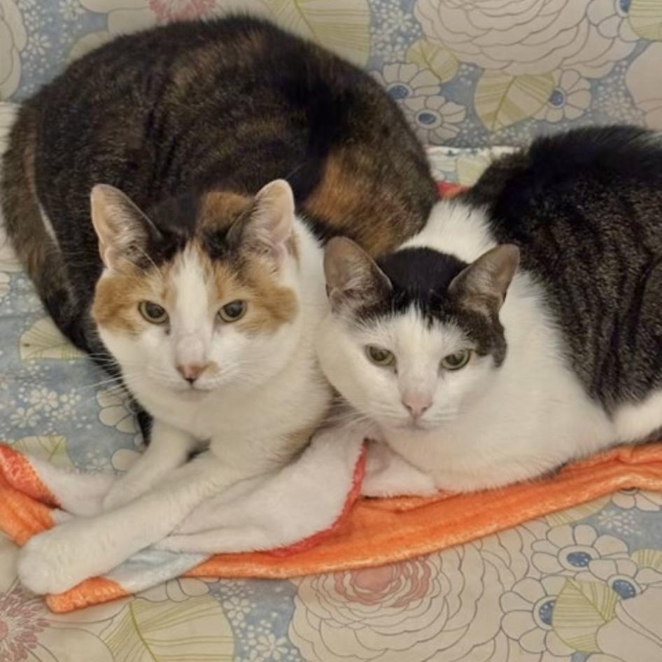 Enlarge Katya & Luna (bonded BFF's! No adoption fee - for the right home), an adopted Domestic Short Hair in Rock Hill, SC image 3/3