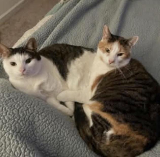 Enlarge Katya & Luna (bonded BFF's! No adoption fee - for the right home), an adopted Domestic Short Hair in Rock Hill, SC image 2/3
