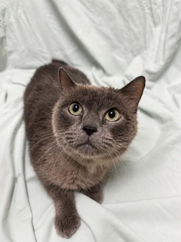 Catherine, Adoptable, Senior Female Domestic Medium Hair.