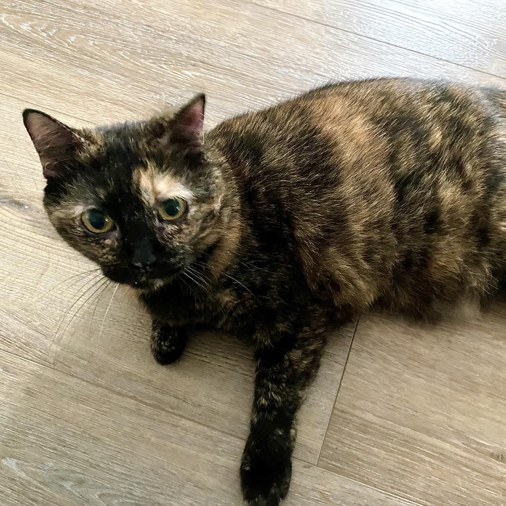 Taco, Adoptable, Senior Female Domestic Short Hair.