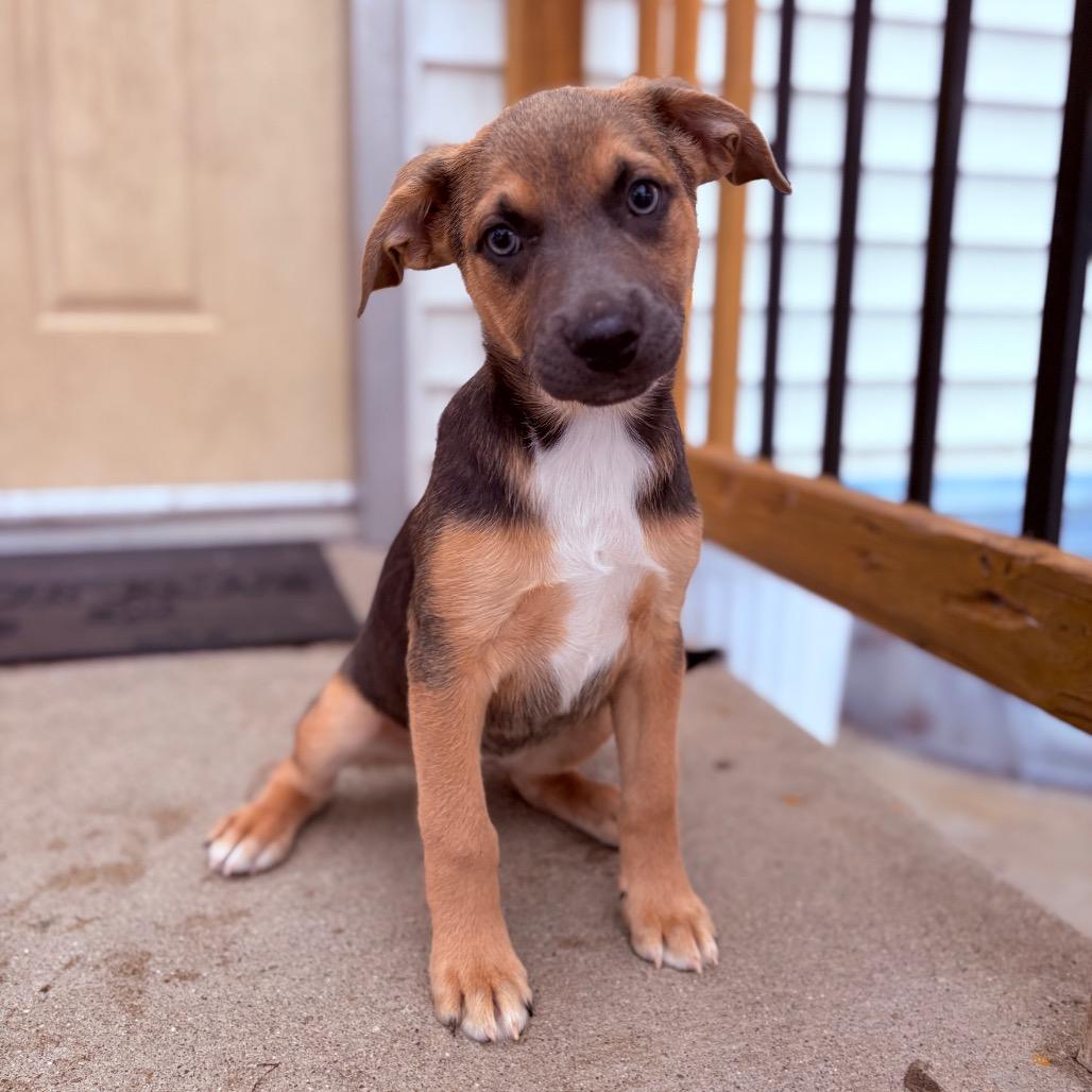 Enlarge Bounce, an adoptable Mixed Breed in Fenton, MI image 1/1