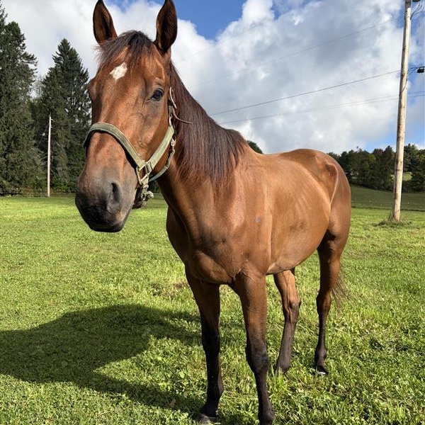 Enlarge Trip, a Adoptable Thoroughbred in Cooperstown, NY image 1/5