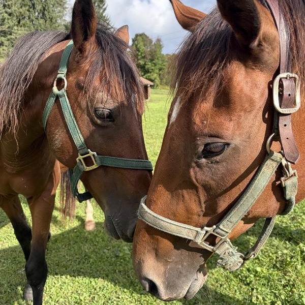 Enlarge Trip, a Adoptable Thoroughbred in Cooperstown, NY image 4/5