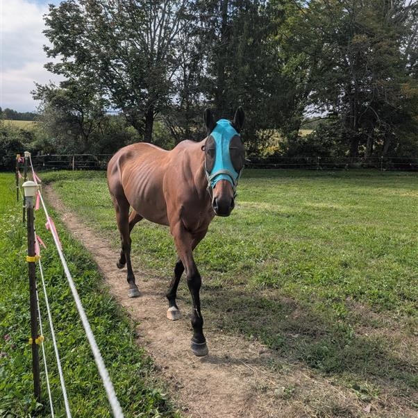 Enlarge Trip, a Adoptable Thoroughbred in Cooperstown, NY image 5/5