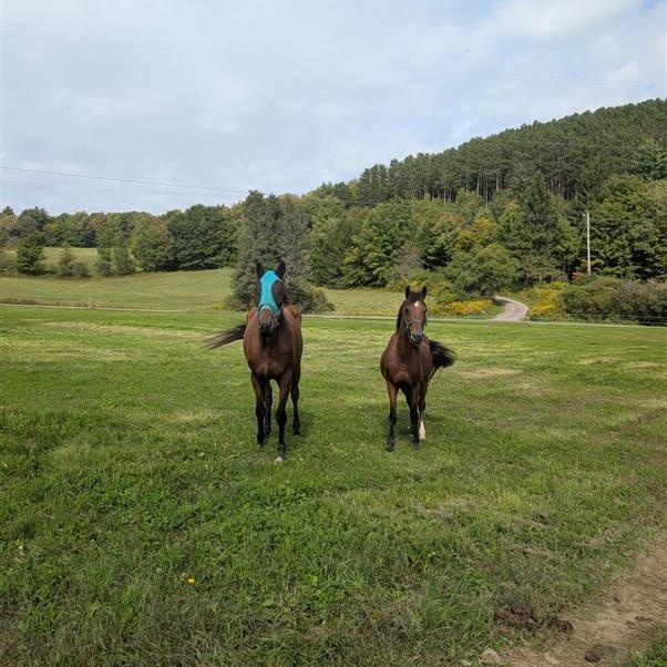 Enlarge Trip, a Adoptable Thoroughbred in Cooperstown, NY image 3/5