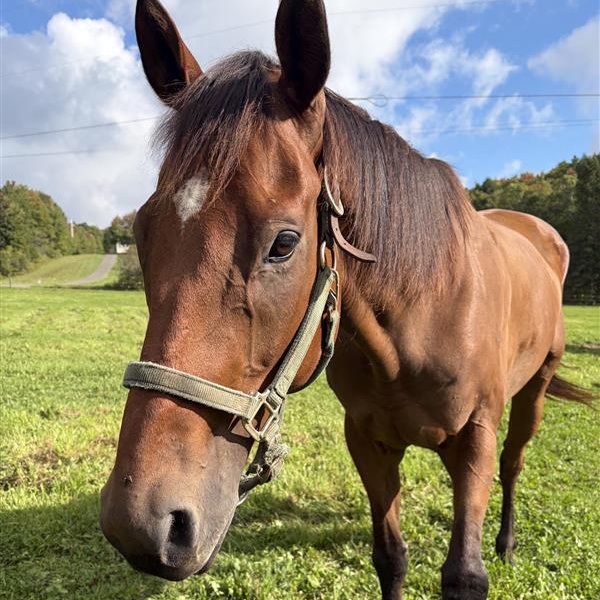 Enlarge Trip, a Adoptable Thoroughbred in Cooperstown, NY image 2/5