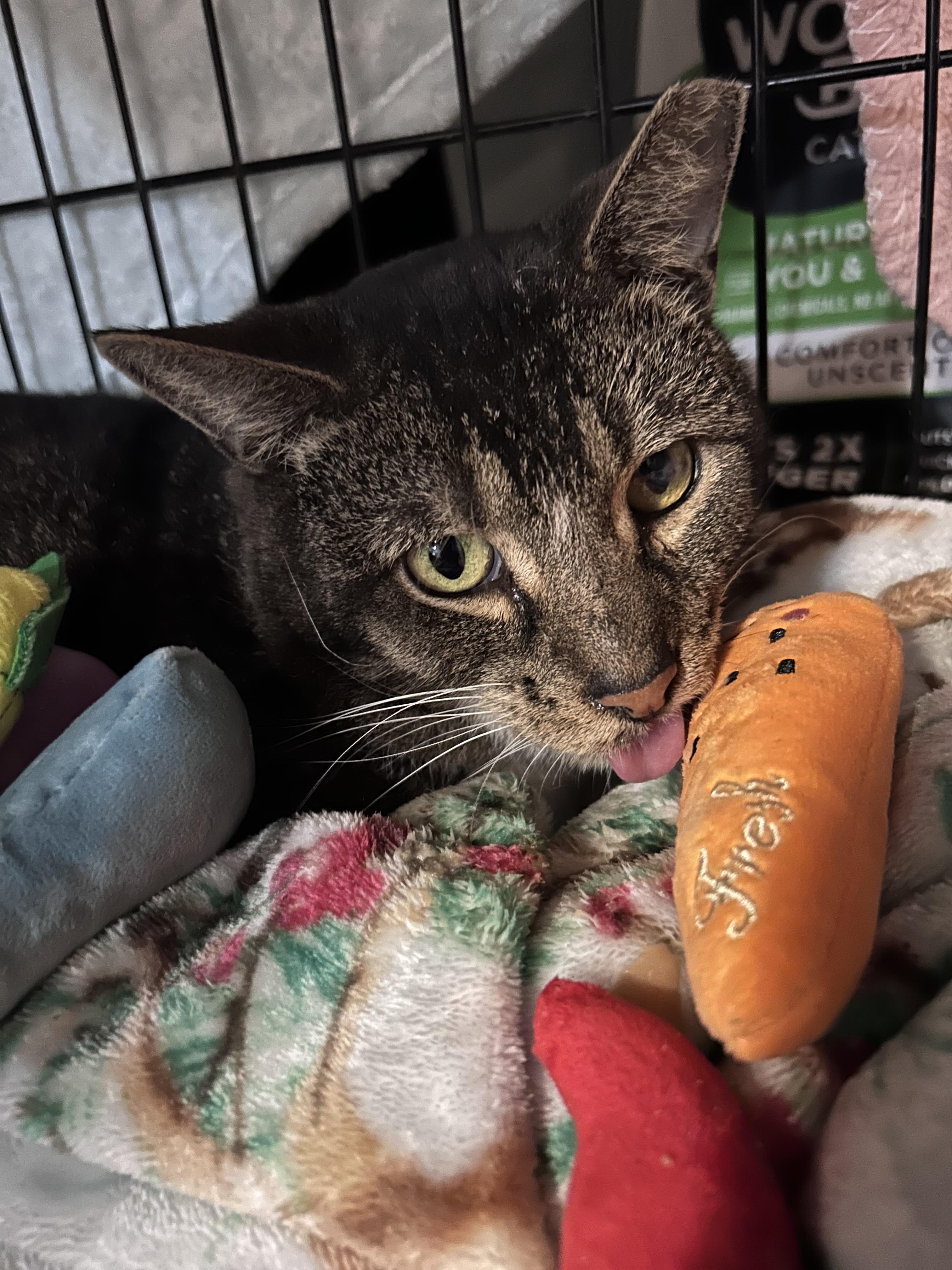 Enlarge Beelzebob , a Adoptable Domestic Short Hair in Tampa, FL image 4/6