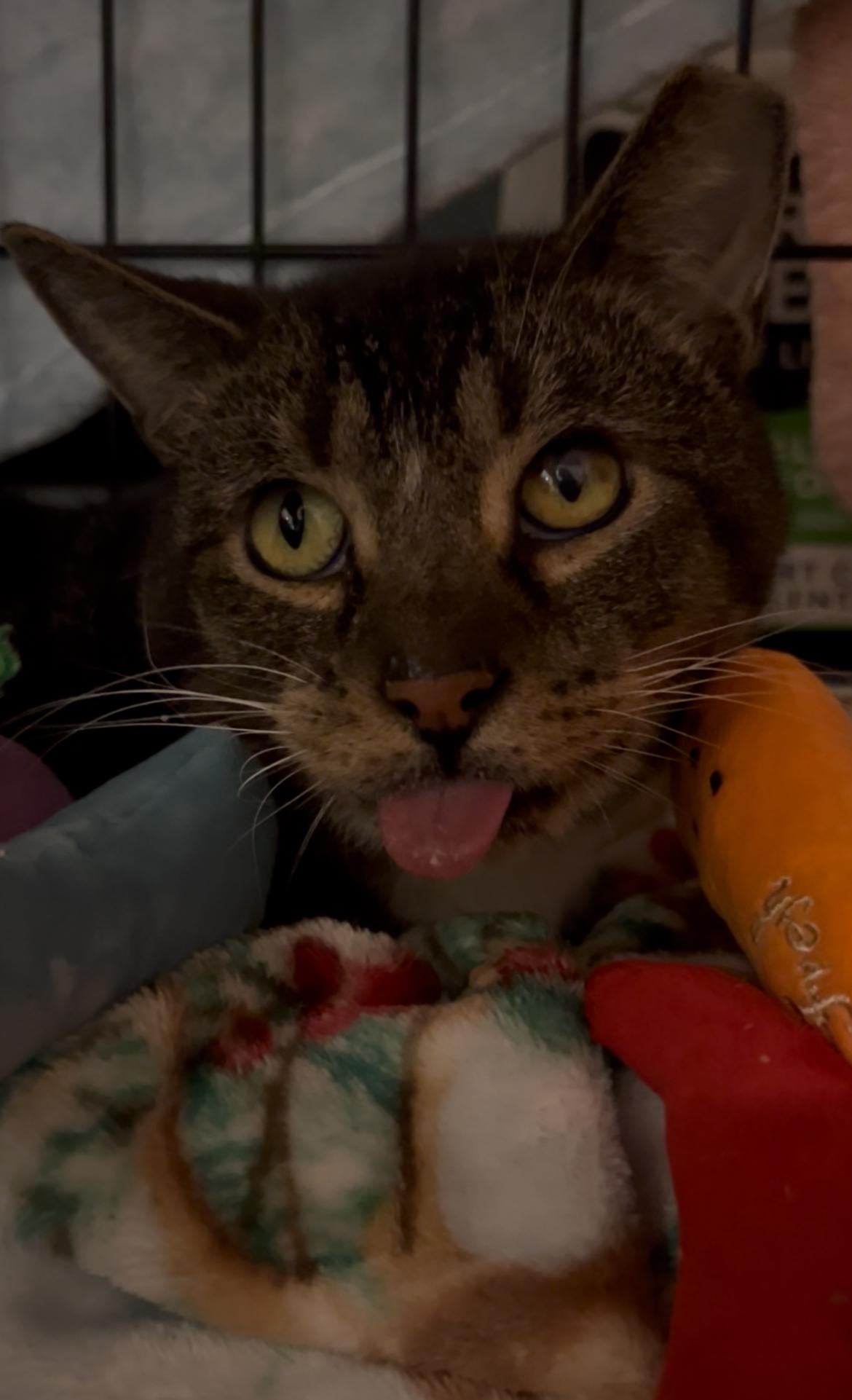 Enlarge Beelzebob , a Adoptable Domestic Short Hair in Tampa, FL image 1/6