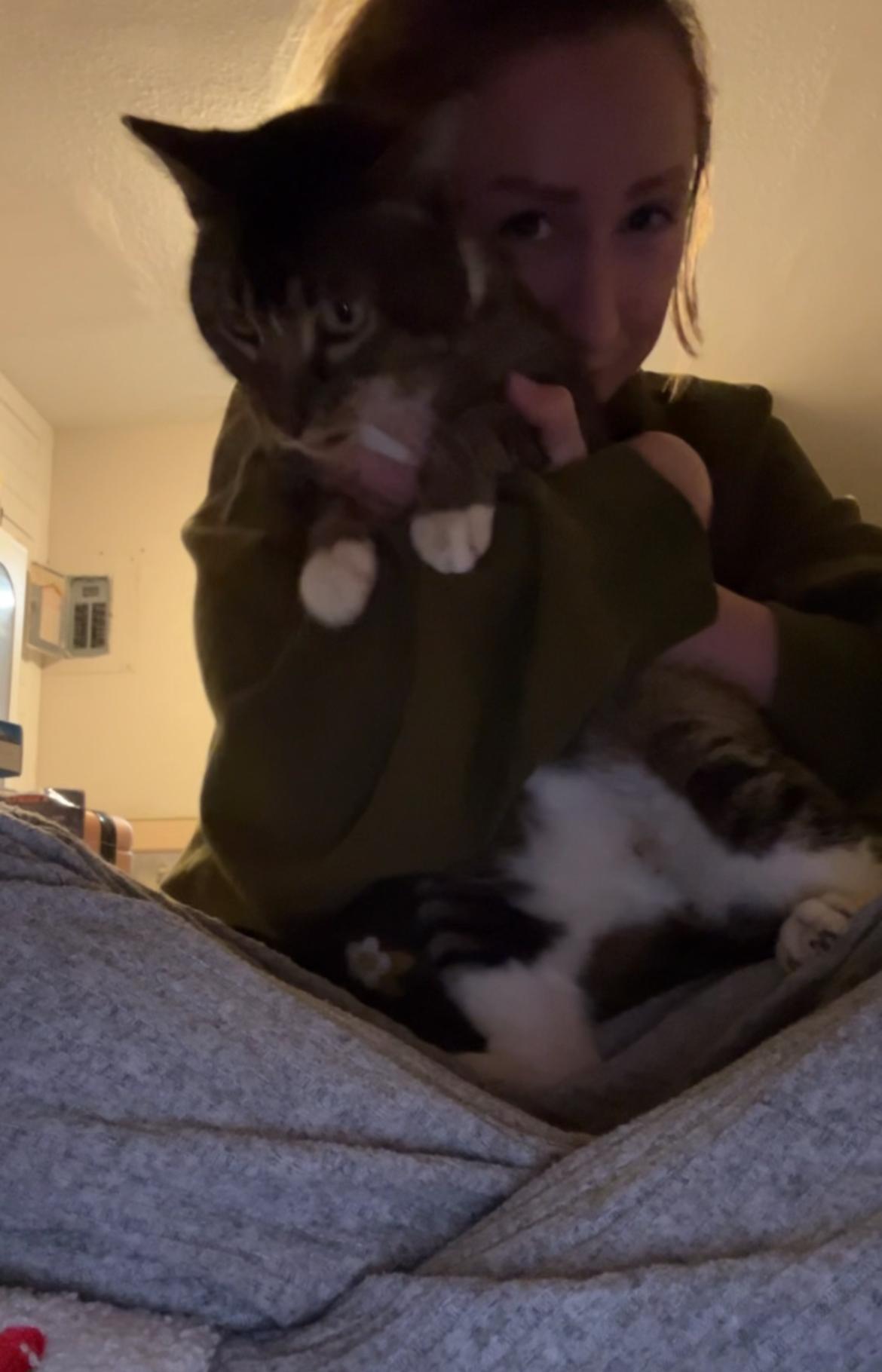 Enlarge Beelzebob , a Adoptable Domestic Short Hair in Tampa, FL image 5/6