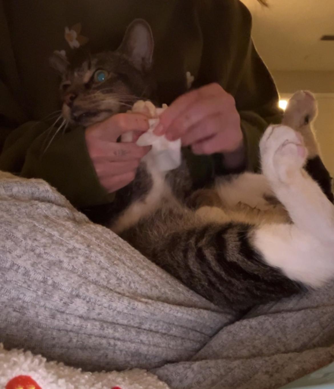 Enlarge Beelzebob , a Adoptable Domestic Short Hair in Tampa, FL image 3/6