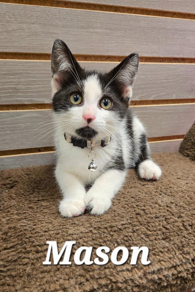 Mason, Adopted, Kitten Male Domestic Short Hair.