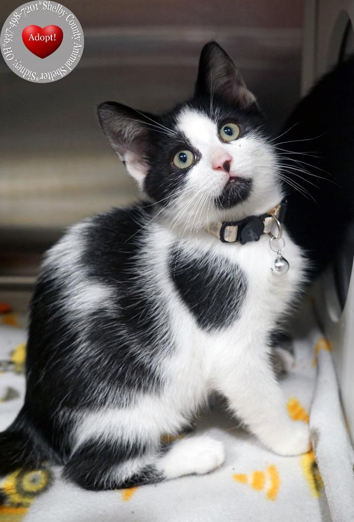 Mason, a Adopted mixed breed in Sidney, OH image 2/2