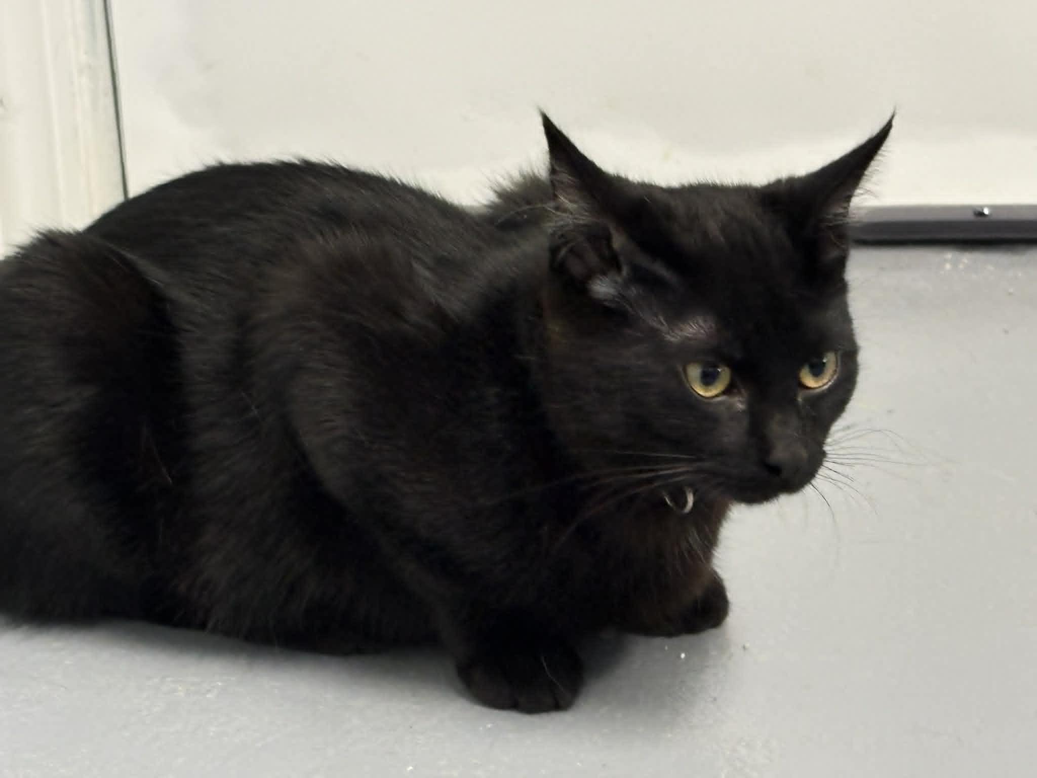 Diamond, adopted, Adult Female Domestic Short Hair.
