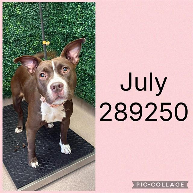 JULY, Adoptable, Young Female Pit Bull Terrier & Mixed Breed.
