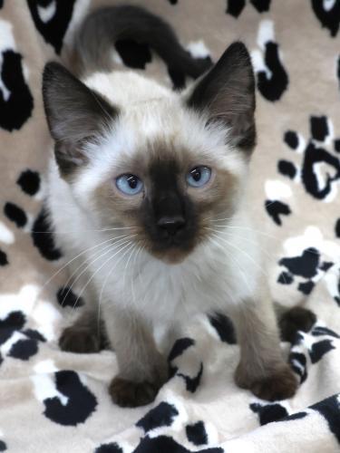 Smoke, Adoptable, Young Male Siamese & Extra-Toes Cat / Hemingway Polydactyl.
