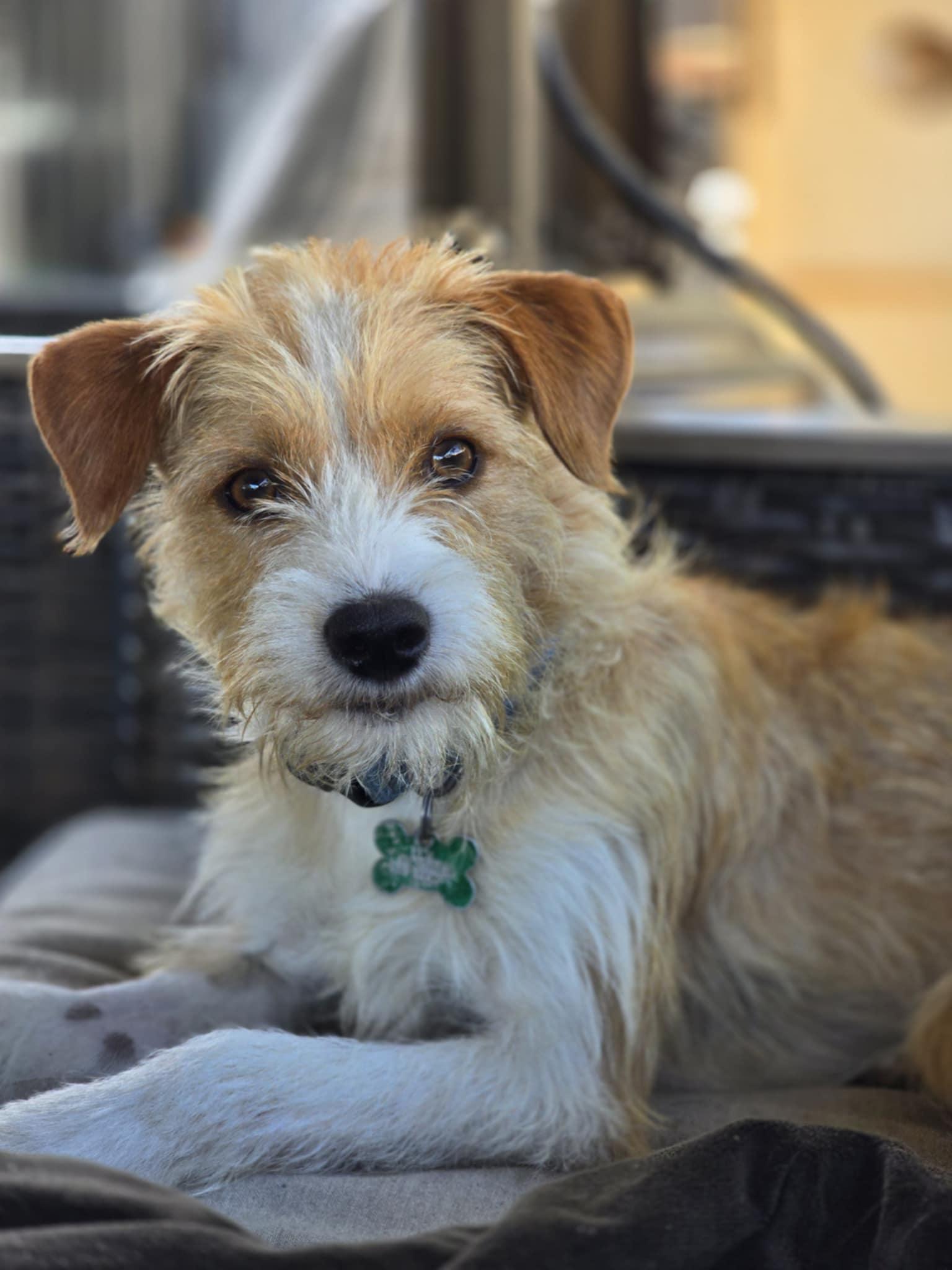 Enlarge Haus, a Adopted mixed breed in Vacaville, CA image 2/2