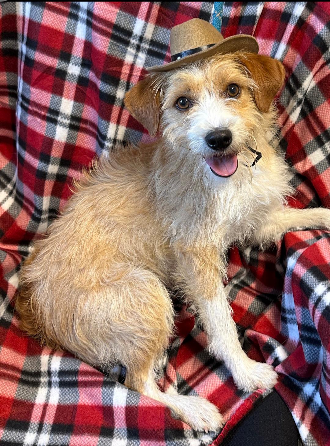 Enlarge Haus, a Adopted mixed breed in Vacaville, CA image 1/2