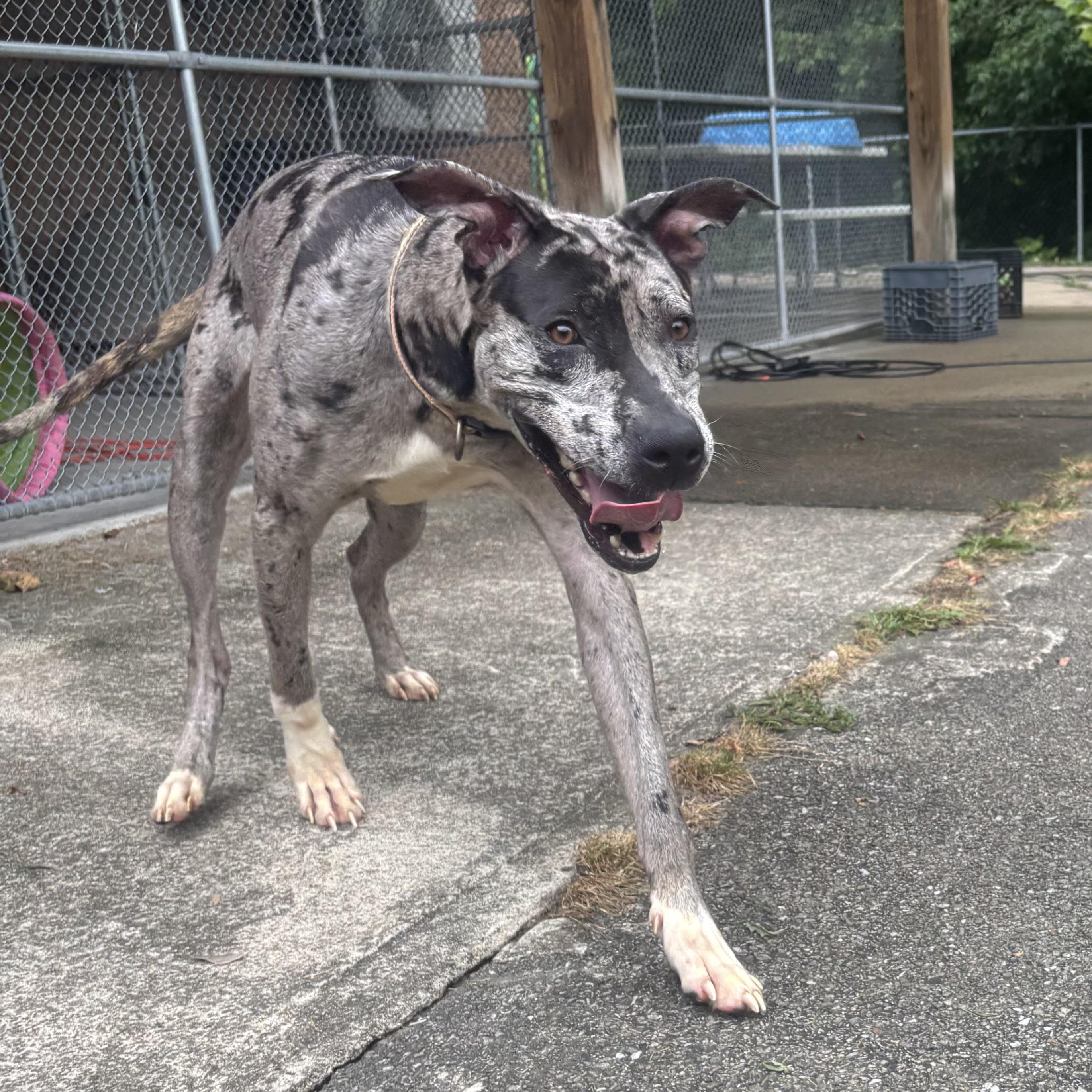 Dottie, a ADOPTABLE mixed breed in Waynesburg, PA image 4/6