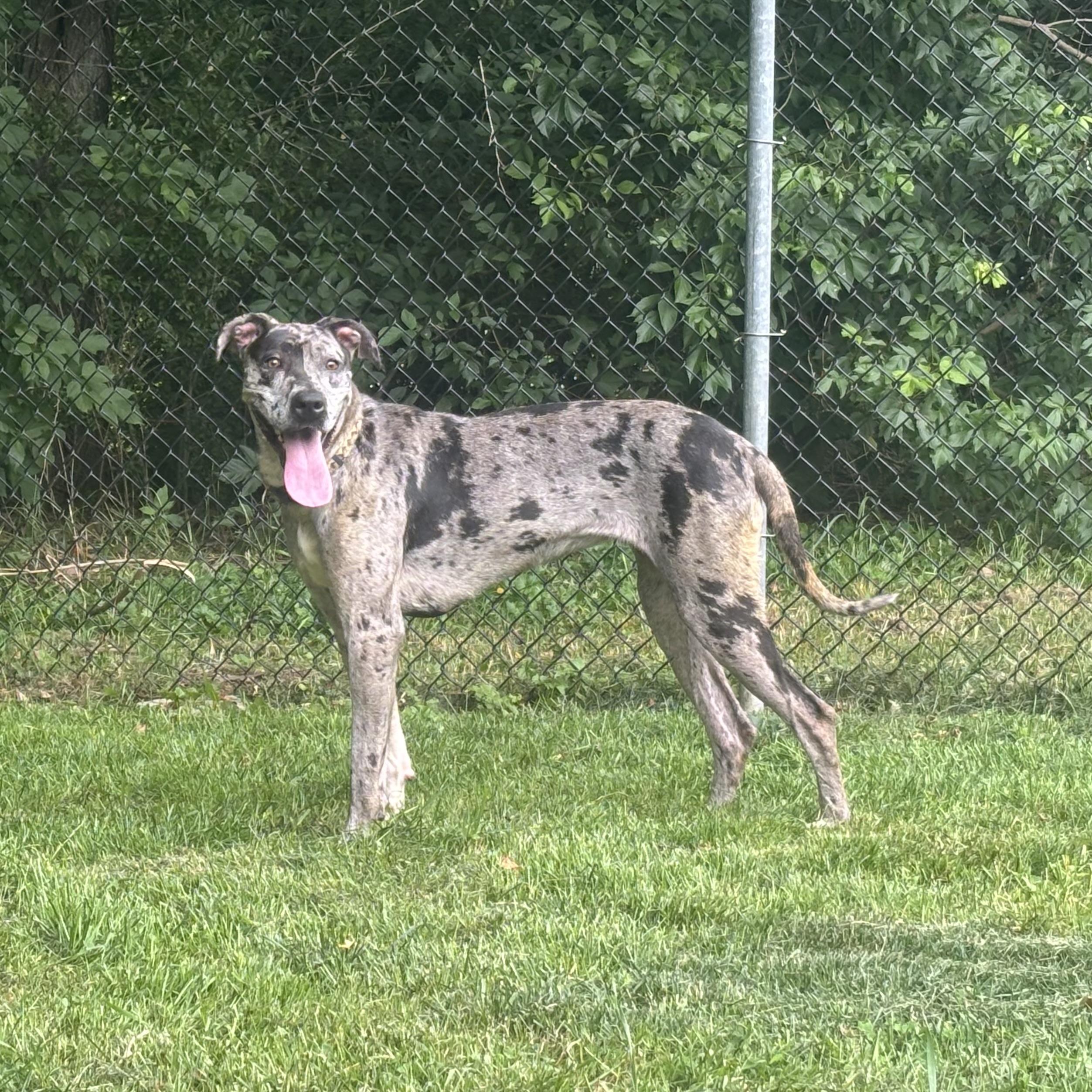 Dottie, a ADOPTABLE mixed breed in Waynesburg, PA image 3/6