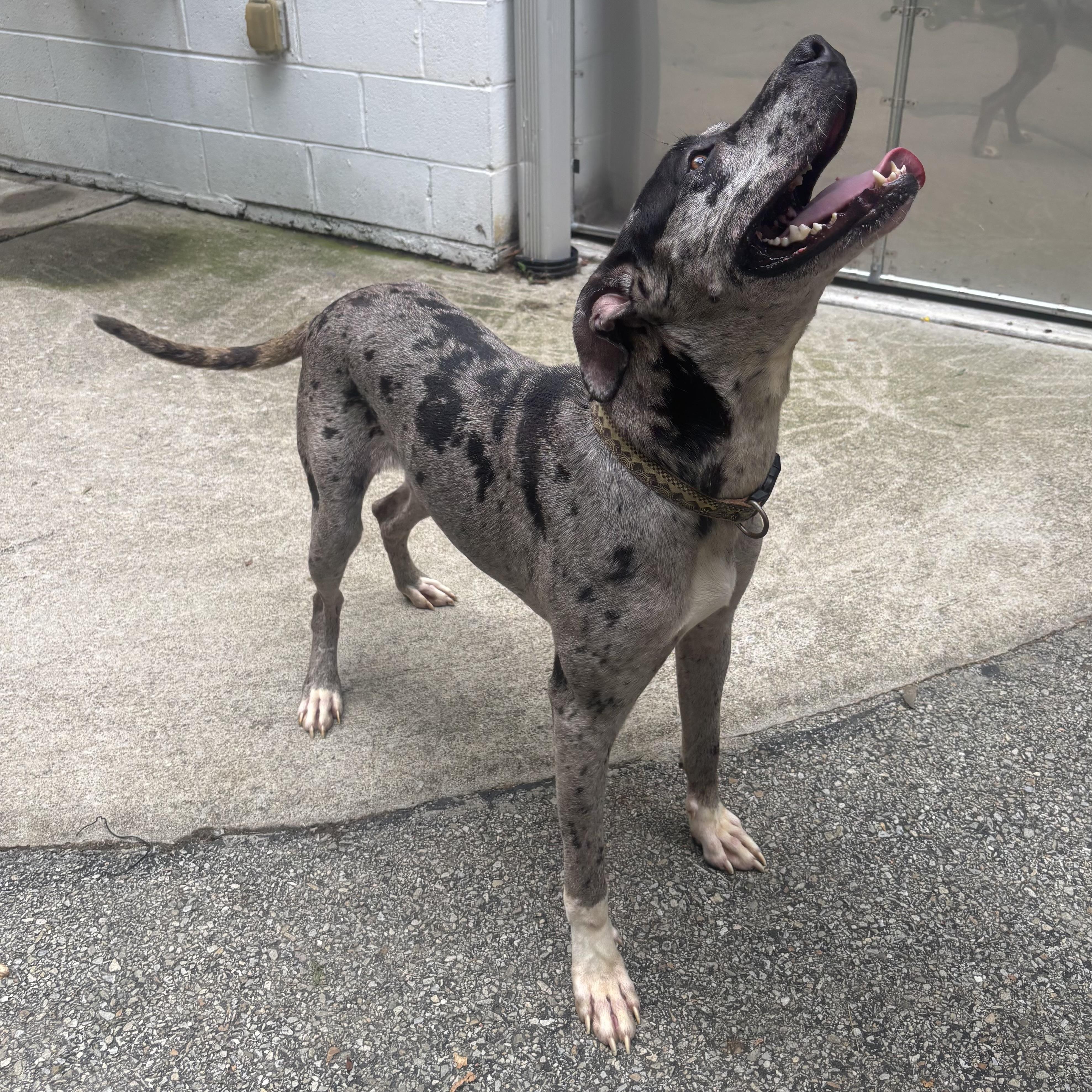 Dottie, a ADOPTABLE mixed breed in Waynesburg, PA image 6/6