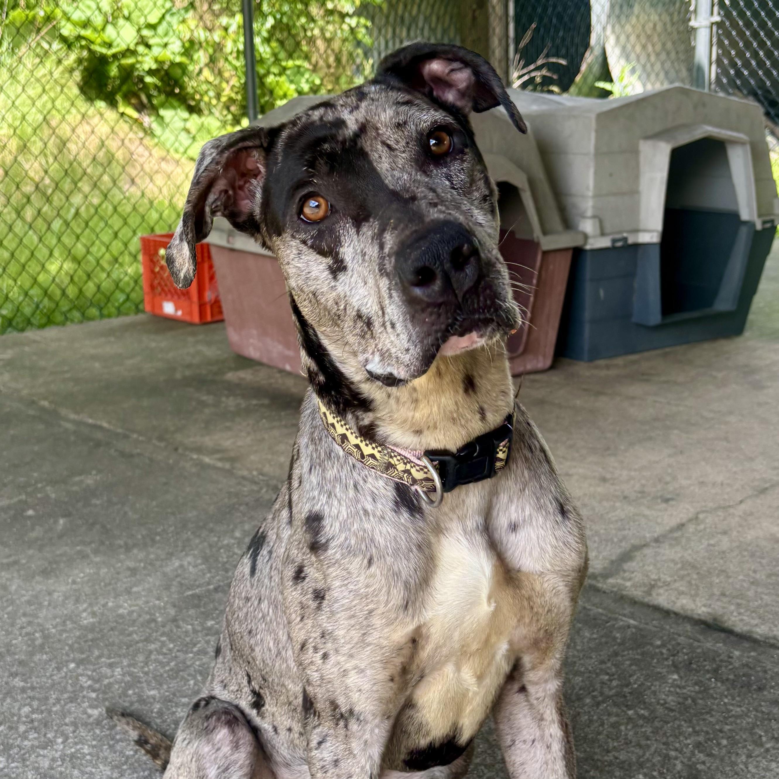 Dottie, ADOPTABLE, Young Female Great Dane.