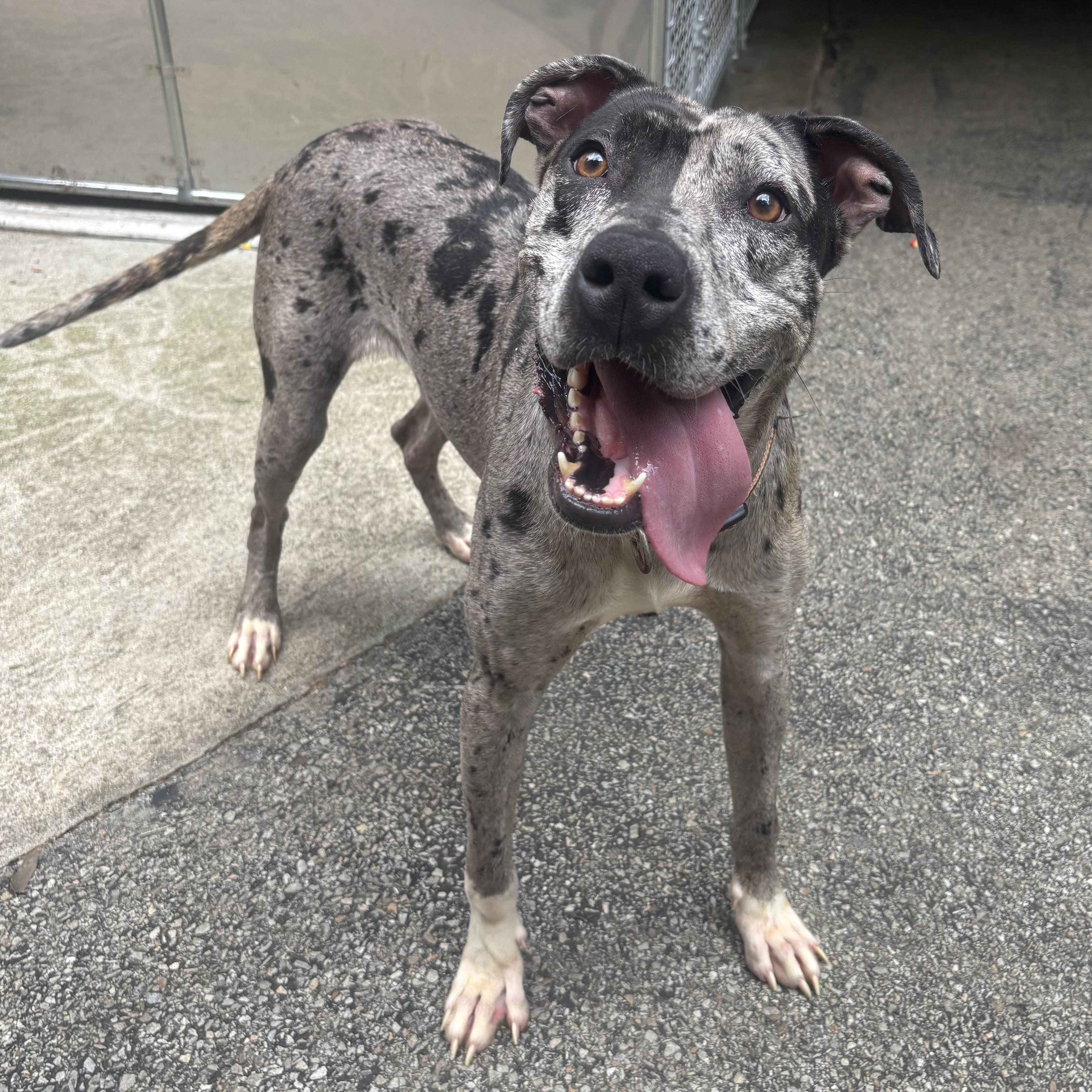 Dottie, a ADOPTABLE mixed breed in Waynesburg, PA image 2/6