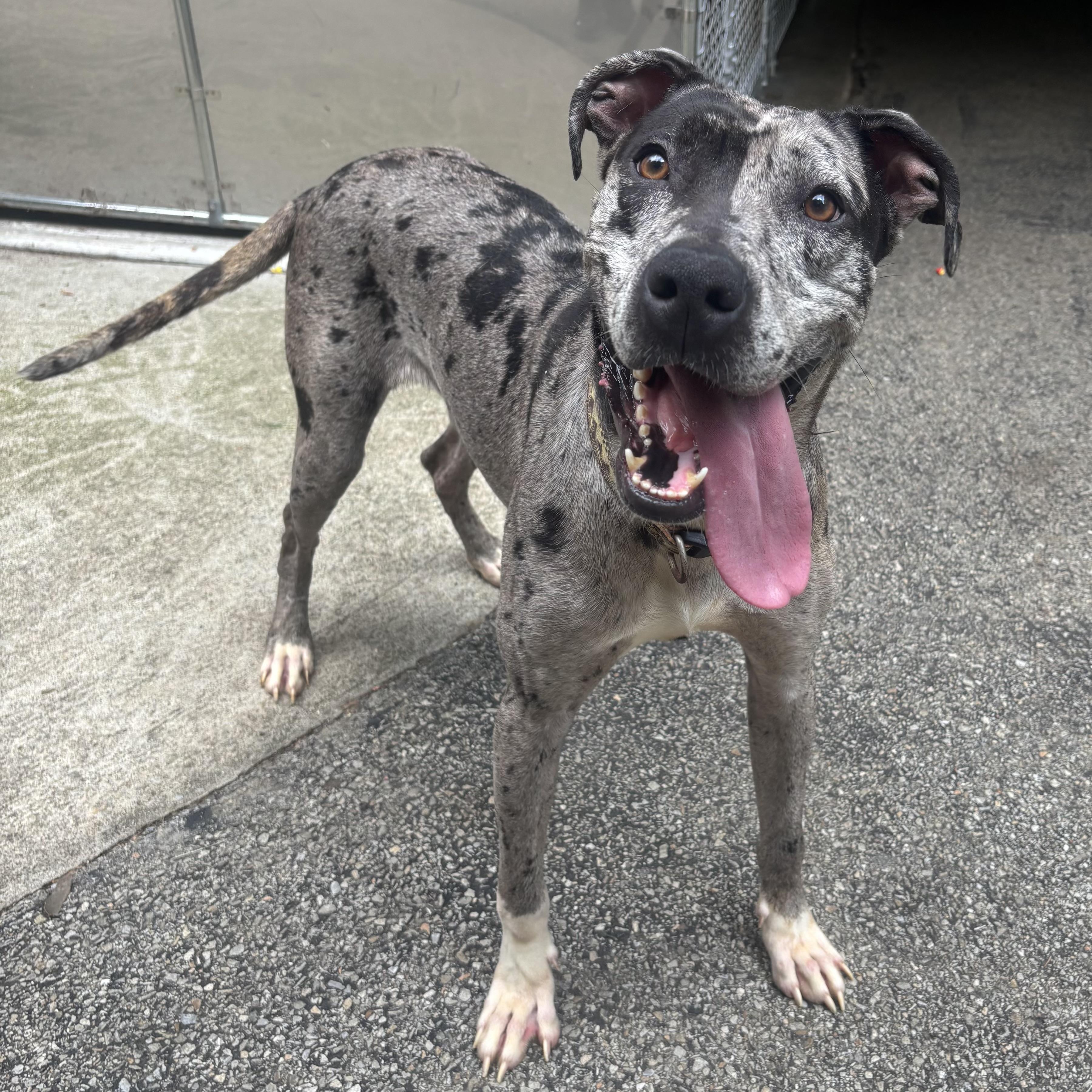 Dottie, a ADOPTABLE mixed breed in Waynesburg, PA image 5/6