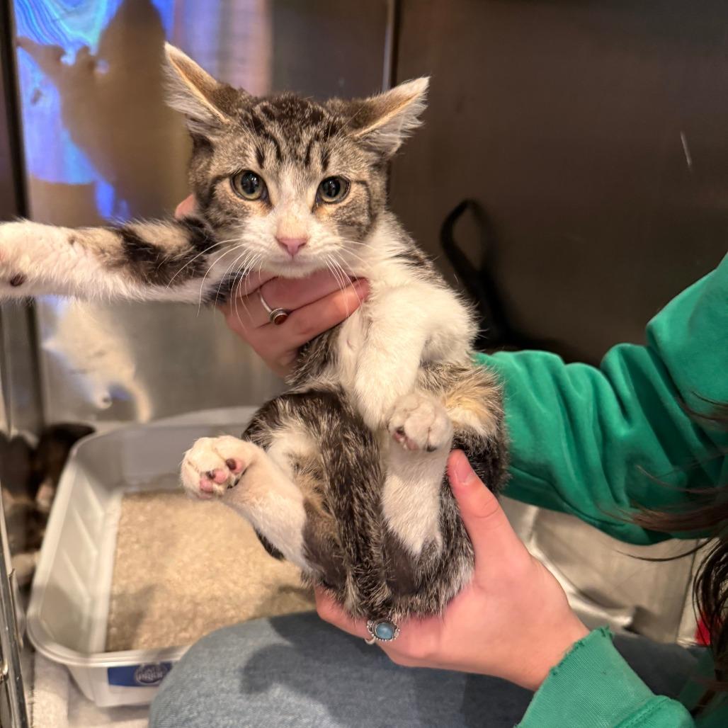 Enlarge Odi, a Adoptable Domestic Short Hair in Bend, OR image 1/1