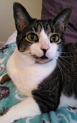 Nikko (fka Cat) — thumbnail 2