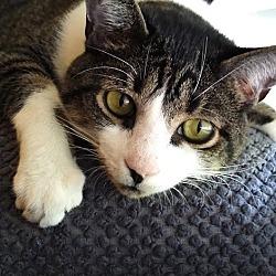 Nikko (fka Cat), a Adoptable Domestic Short Hair in St Petersburg, FL image 2/5