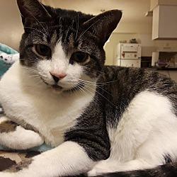 Nikko (fka Cat), a Adoptable Domestic Short Hair in St Petersburg, FL image 3/6