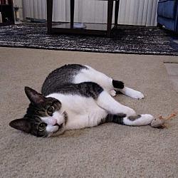 Nikko (fka Cat) — thumbnail 6