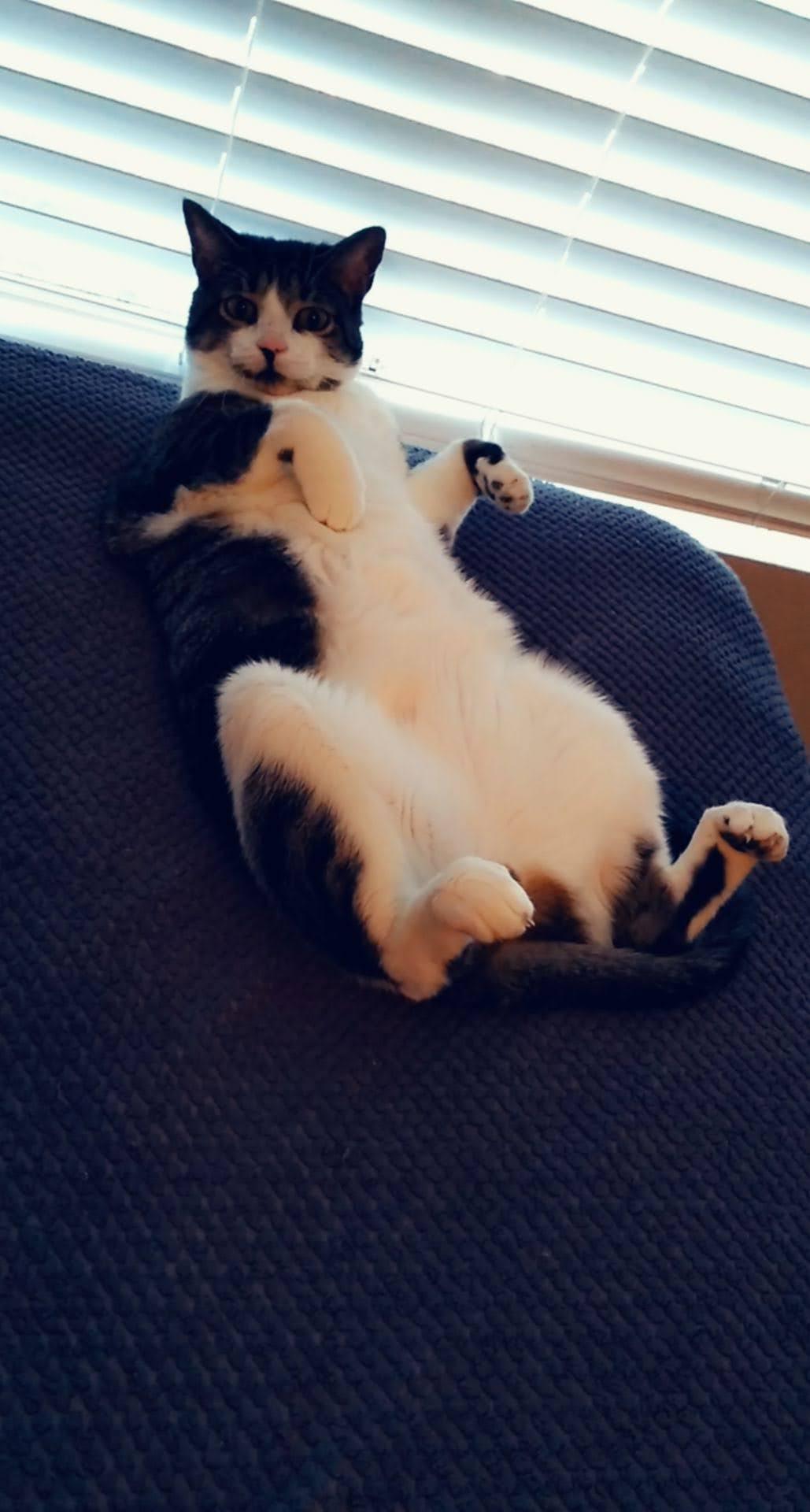 Enlarge Nikko (fka Cat), a Adoptable Domestic Short Hair in St Petersburg, FL image 5/5