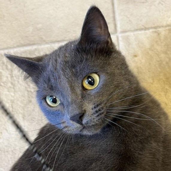 Champ - AC kitty!, Adoptable, Young Male Domestic Short Hair.