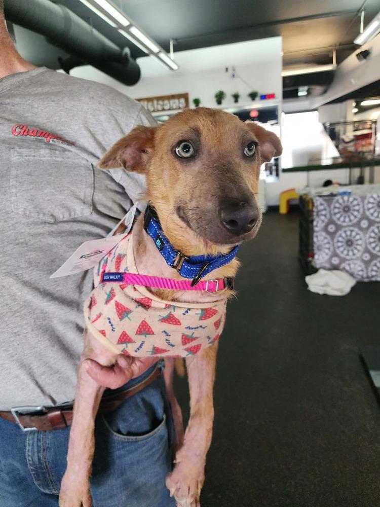 Celia, Adoptable, Young Female German Shepherd Dog.