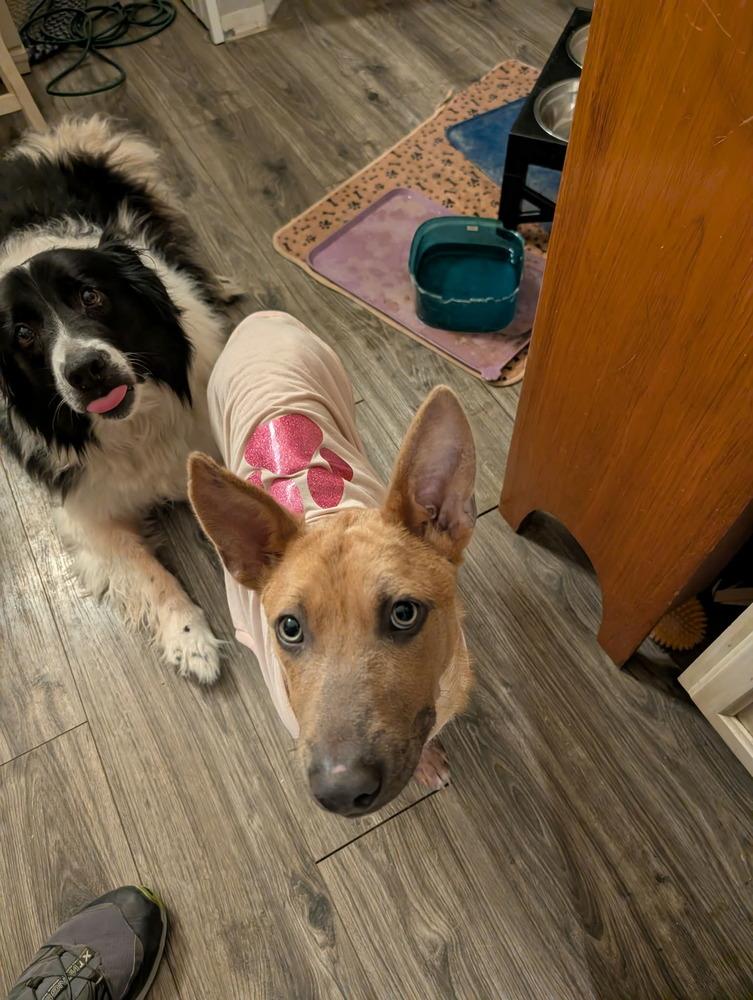 Enlarge Celia, a Adoptable mixed breed in Aurora, CO image 2/4