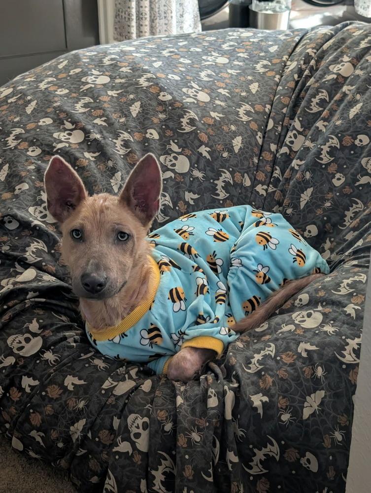 Enlarge Celia, a Adoptable mixed breed in Aurora, CO image 3/4