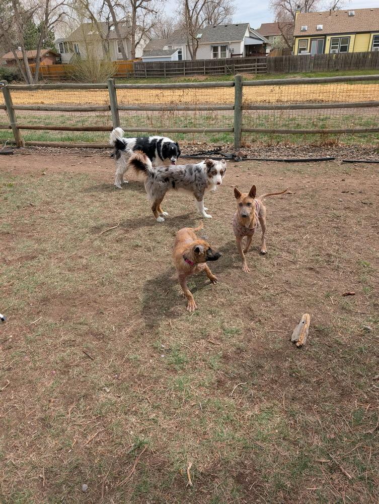 Enlarge Celia, a Adoptable mixed breed in Aurora, CO image 4/4