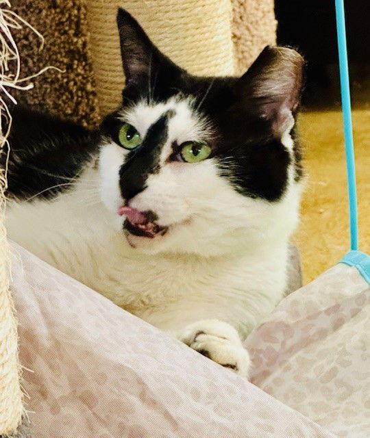 Ellie, a Adoptable Domestic Short Hair in Eureka, MO image 1/3