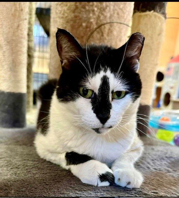 Ellie, a Adoptable Domestic Short Hair in Eureka, MO image 2/3