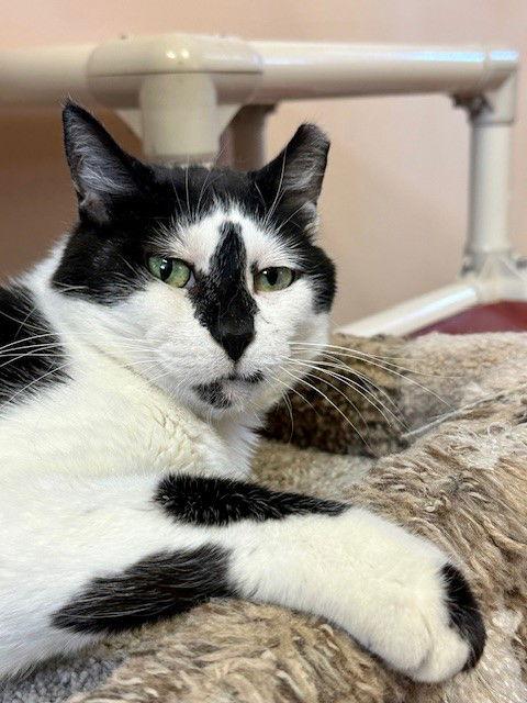 Ellie, a Adoptable Domestic Short Hair in Eureka, MO image 3/3