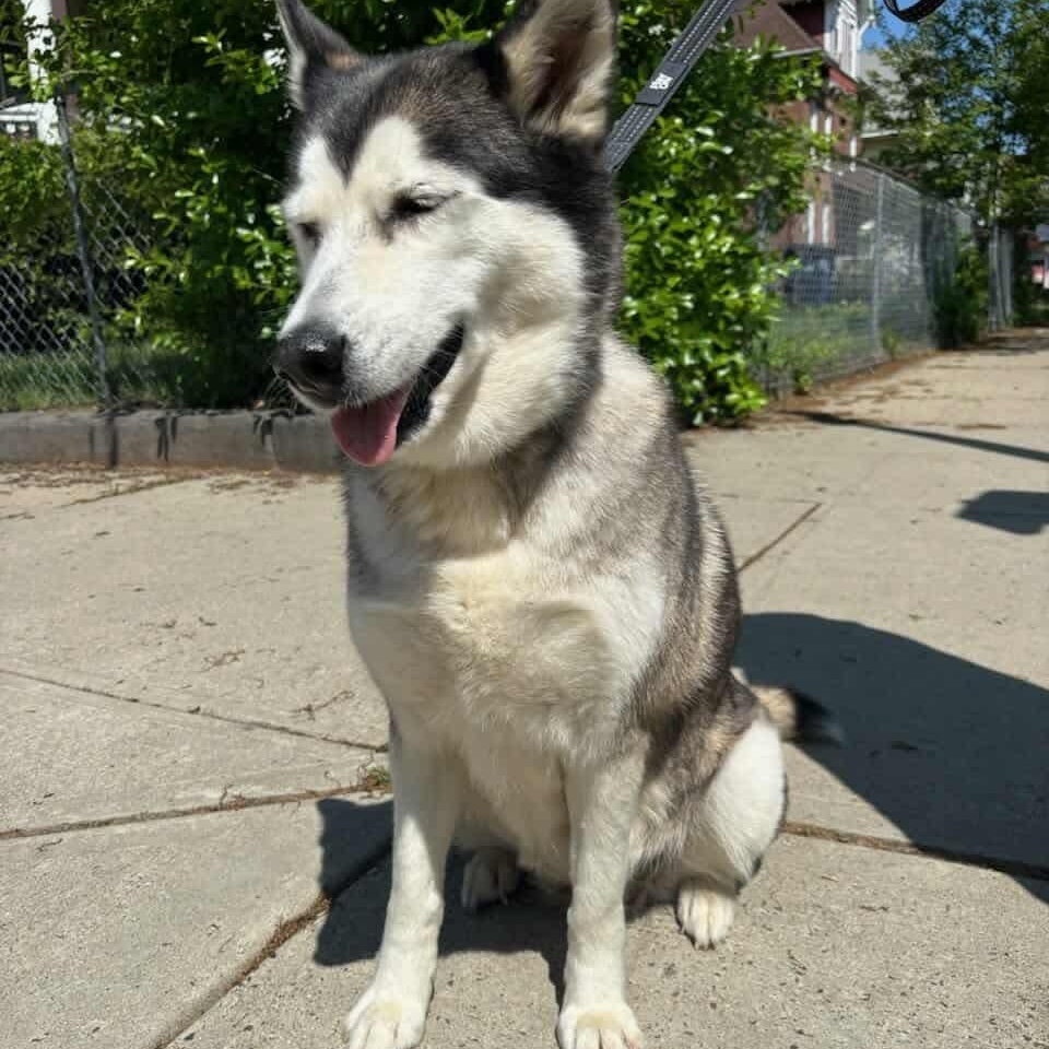 Enlarge Tatik, a Adopted Husky in PLAINFIELD, CT image 1/1