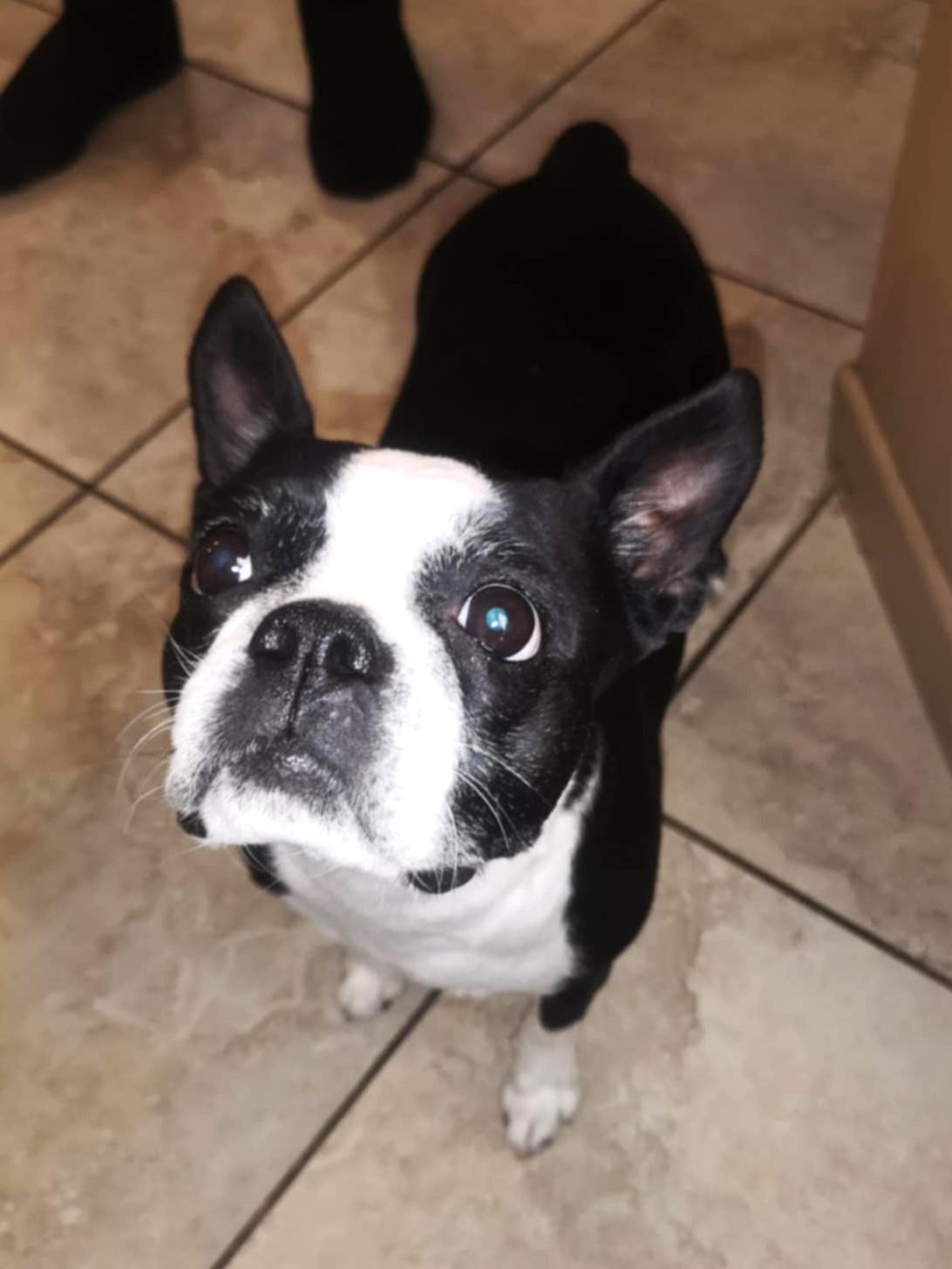 Sadie, Adopted, Adult Female Boston Terrier.