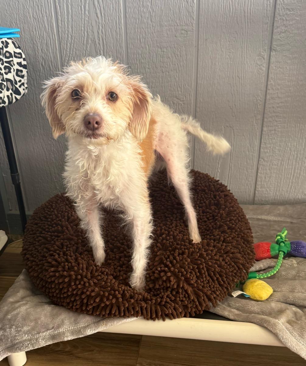 Chip, adopted, Young Male Terrier.