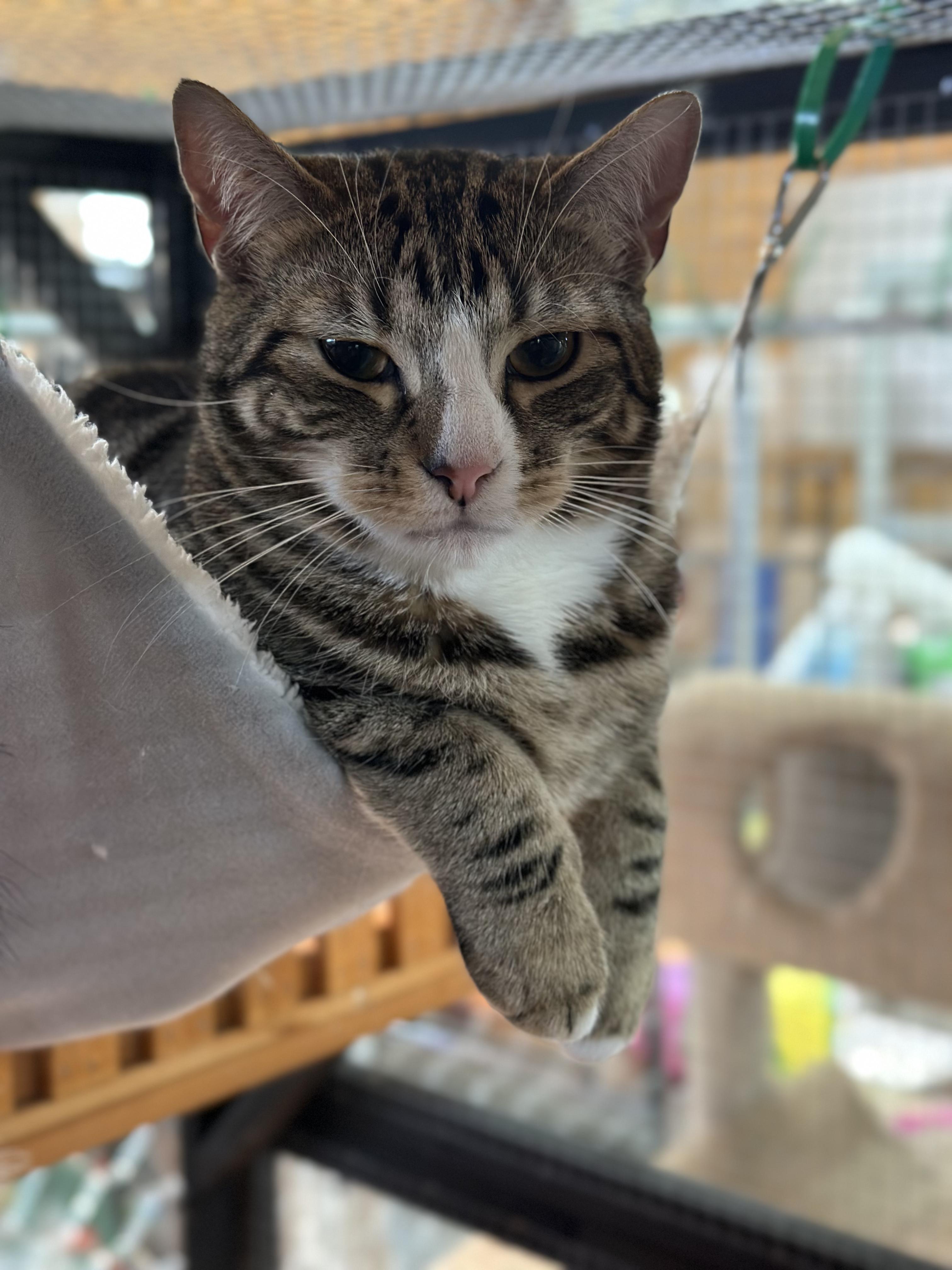 Enlarge Grayson & Mikey (Bonded Kittens), a ADOPTABLE American Shorthair in Roscoe, NY image 3/3