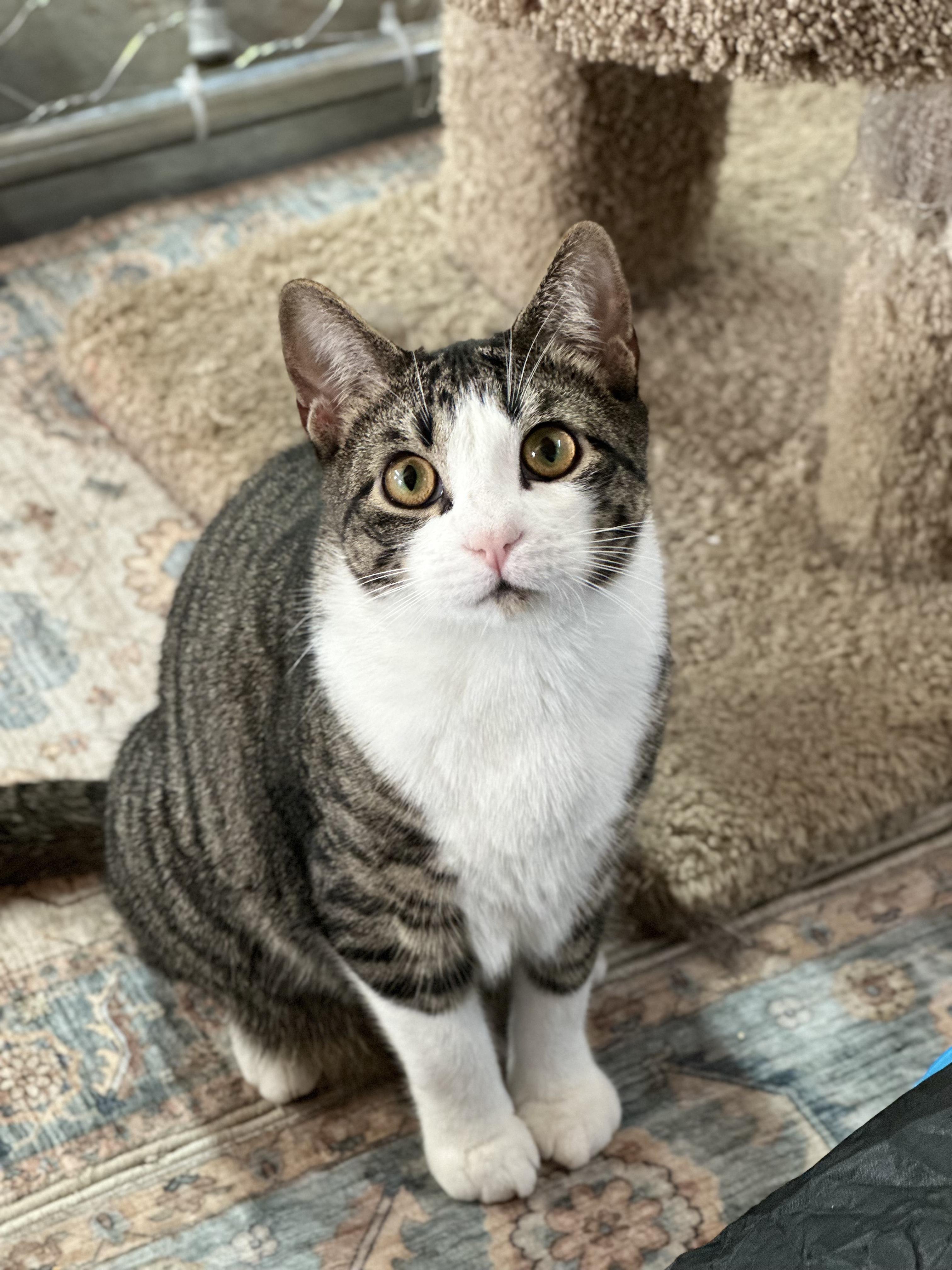 Enlarge Grayson & Mikey (Bonded Kittens), a ADOPTABLE American Shorthair in Roscoe, NY image 2/3